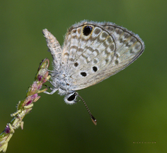 Hemiargus
