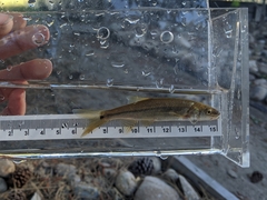 Ptychocheilus oregonensis