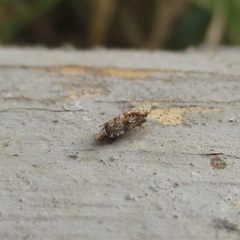 Errastunus ocellaris