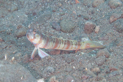 Amblyeleotris arcupinna