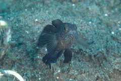 Asterropteryx ensifera