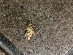Sameodes aptalis