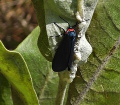 Pygoctenucha terminalis