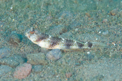 Vanderhorstia papilio