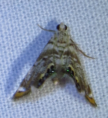 Eoparargyractis irroratalis