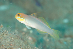 Valenciennea strigata