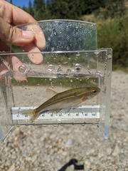 Richardsonius balteatus