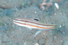 Valenciennea helsdingenii