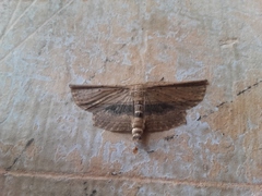 Phalacra