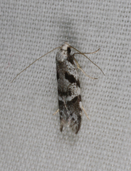 Oxythecta loxomochla