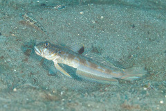 Blackspot Mudgoby photo 3