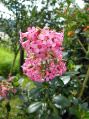 Escallonia rubra macrantha