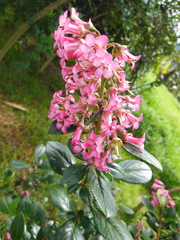 Escallonia rubra macrantha
