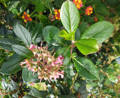 Escallonia rubra macrantha