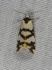 Thallarcha trissomochla