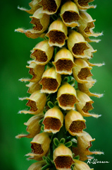 Digitalis ferruginea