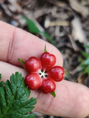 Five-leaf Dwarf Bramble