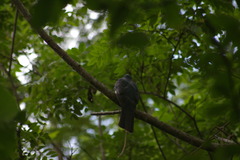 Trogon melanurus