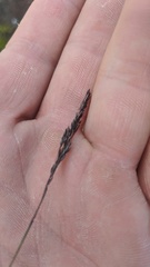 Agrostis variabilis