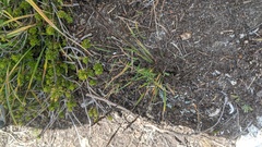 Agrostis variabilis