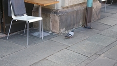 Columba livia domestica