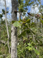 Quercus michauxii image