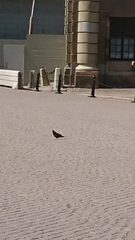 Columba livia domestica