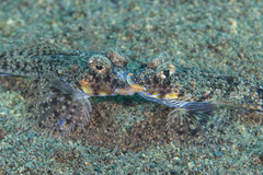 Wongat Dragonet photo 4