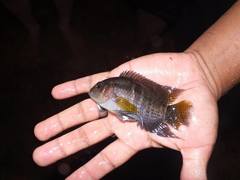 Cichlasoma amazonarum