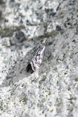 Catoptria oregonicus