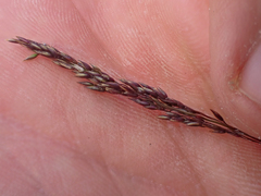 Agrostis variabilis