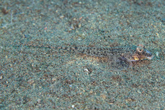 Wongat Dragonet photo 1