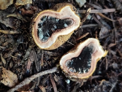 Elaphomyces granulatus