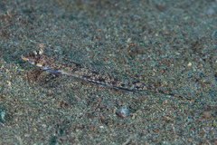 Wongat Dragonet photo 2