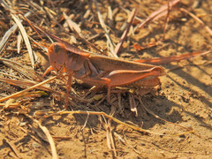 Melanoplus packardii
