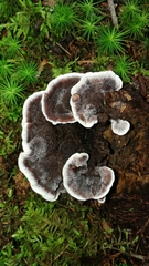 Phaeolus schweinitzii