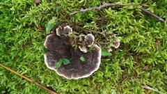 Phaeolus schweinitzii