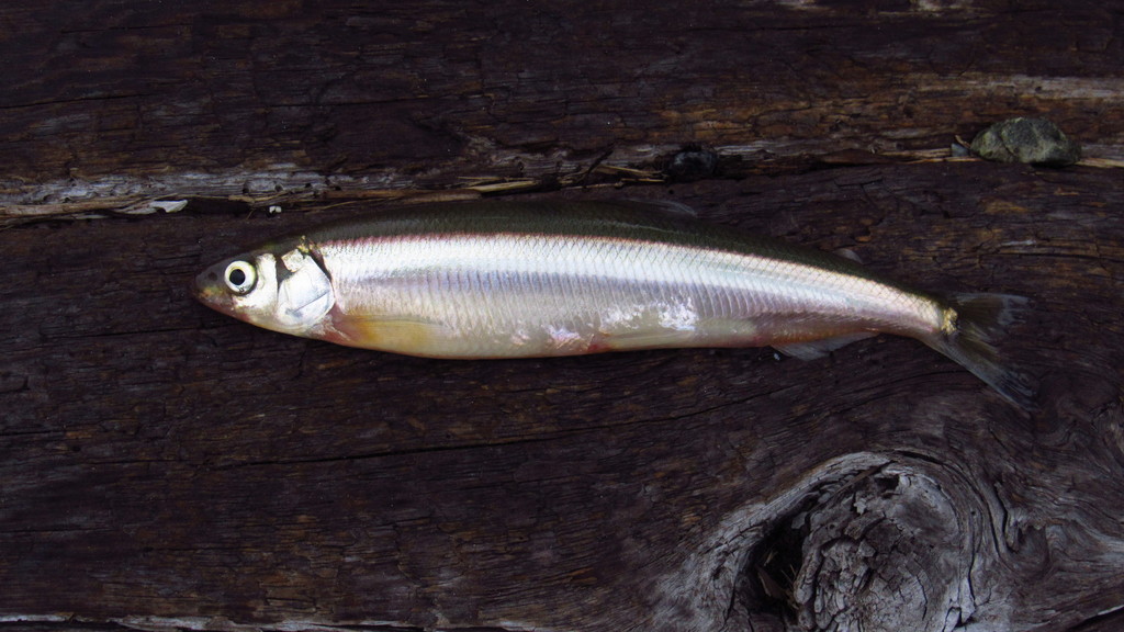Surf Smelt