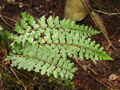 Asplenium praemorsum