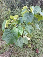 Vernicia fordii