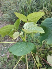 Vernicia fordii