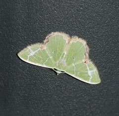 Comibaena nigromacularia