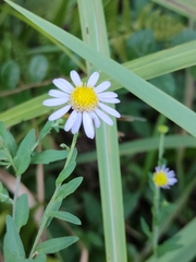 Aster indicus