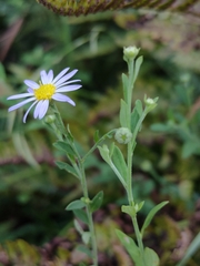 Aster indicus