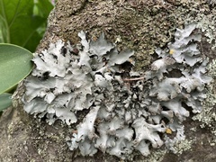 Parmotrema reparatum