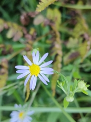 Aster indicus