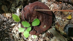 Phaeolus schweinitzii