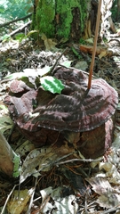 Phaeolus schweinitzii