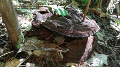 Phaeolus schweinitzii