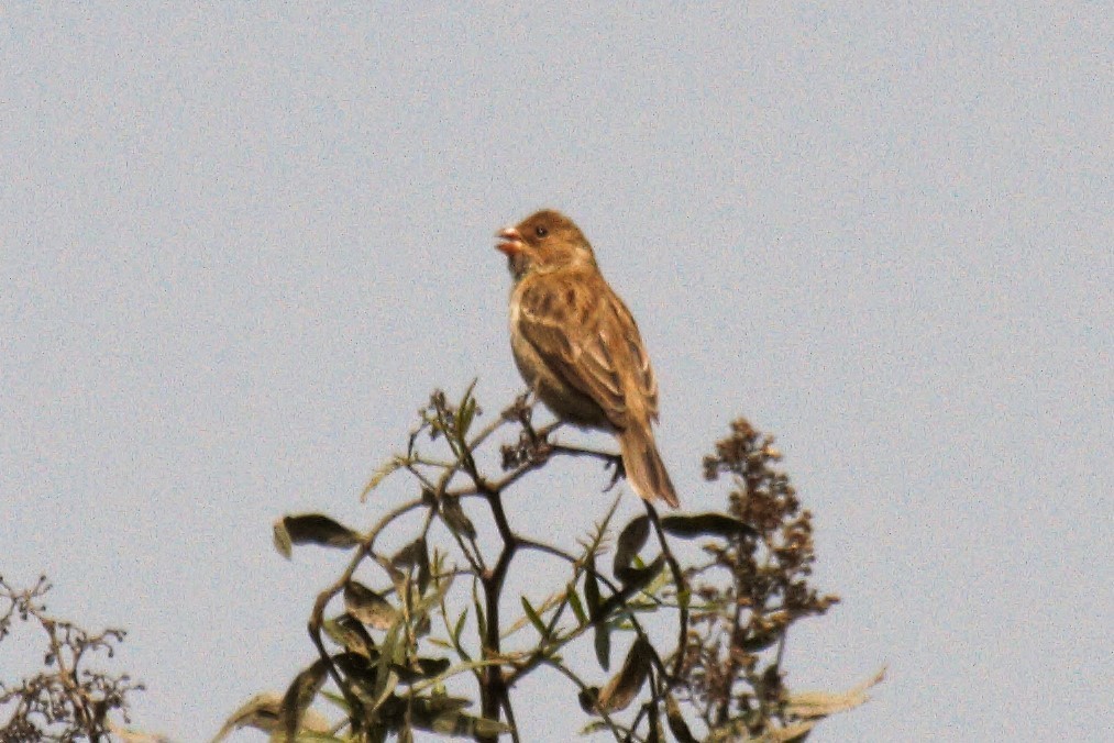 Chestnut-throated Seedeater